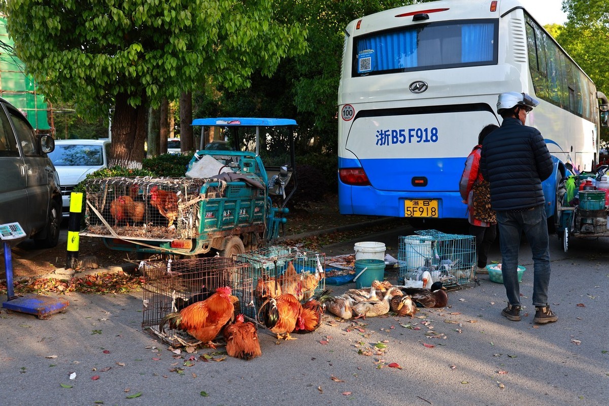 古镇随拍 ------ 2