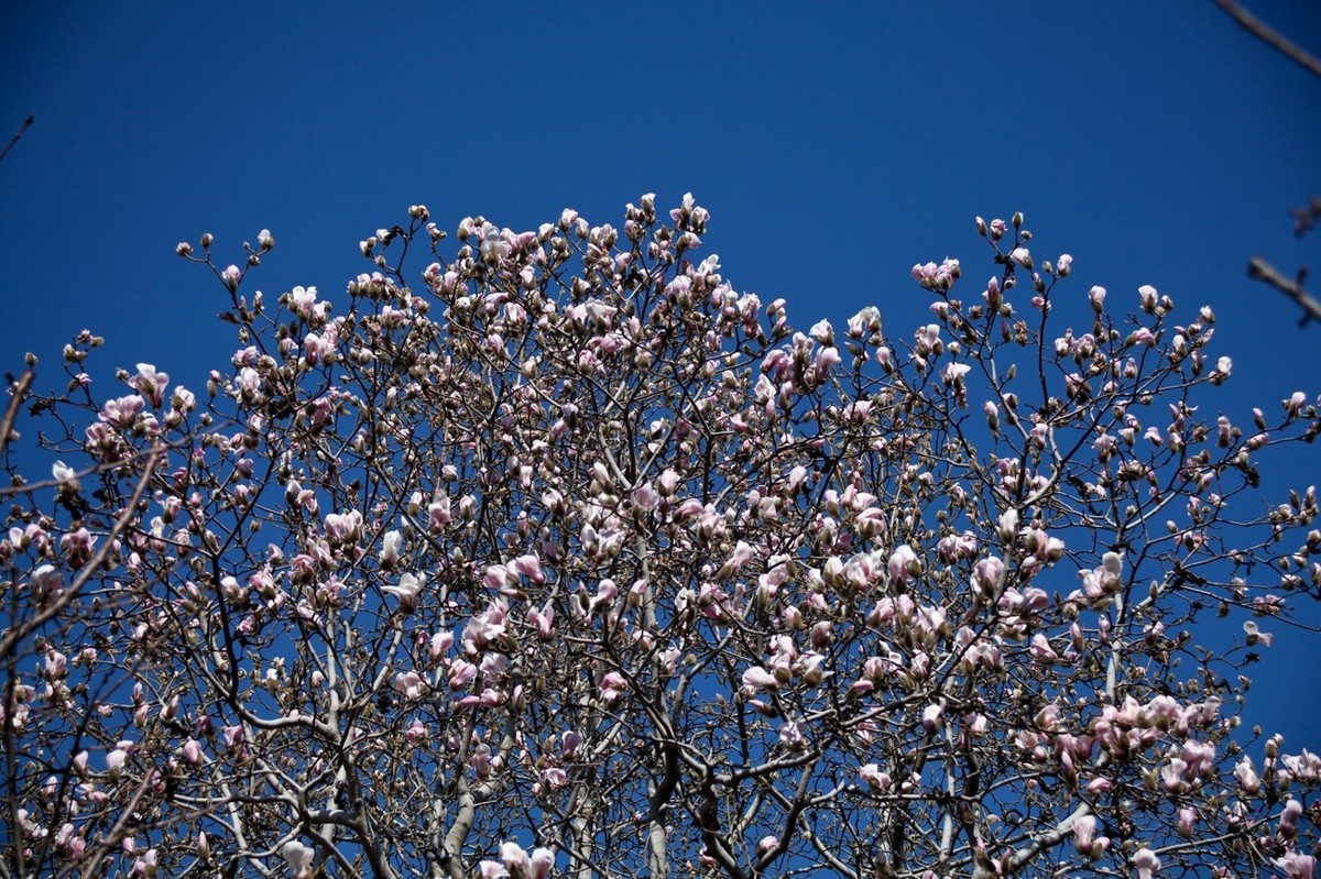 早春——趵突泉景色