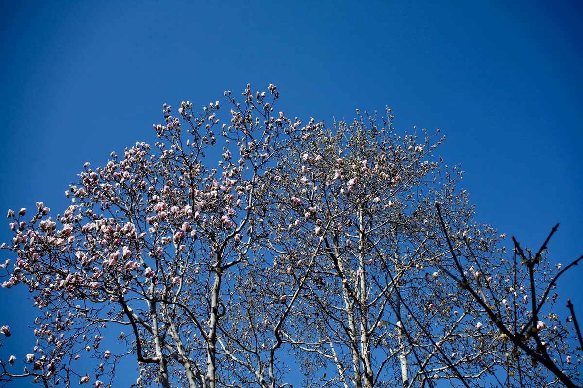 早春——趵突泉景色