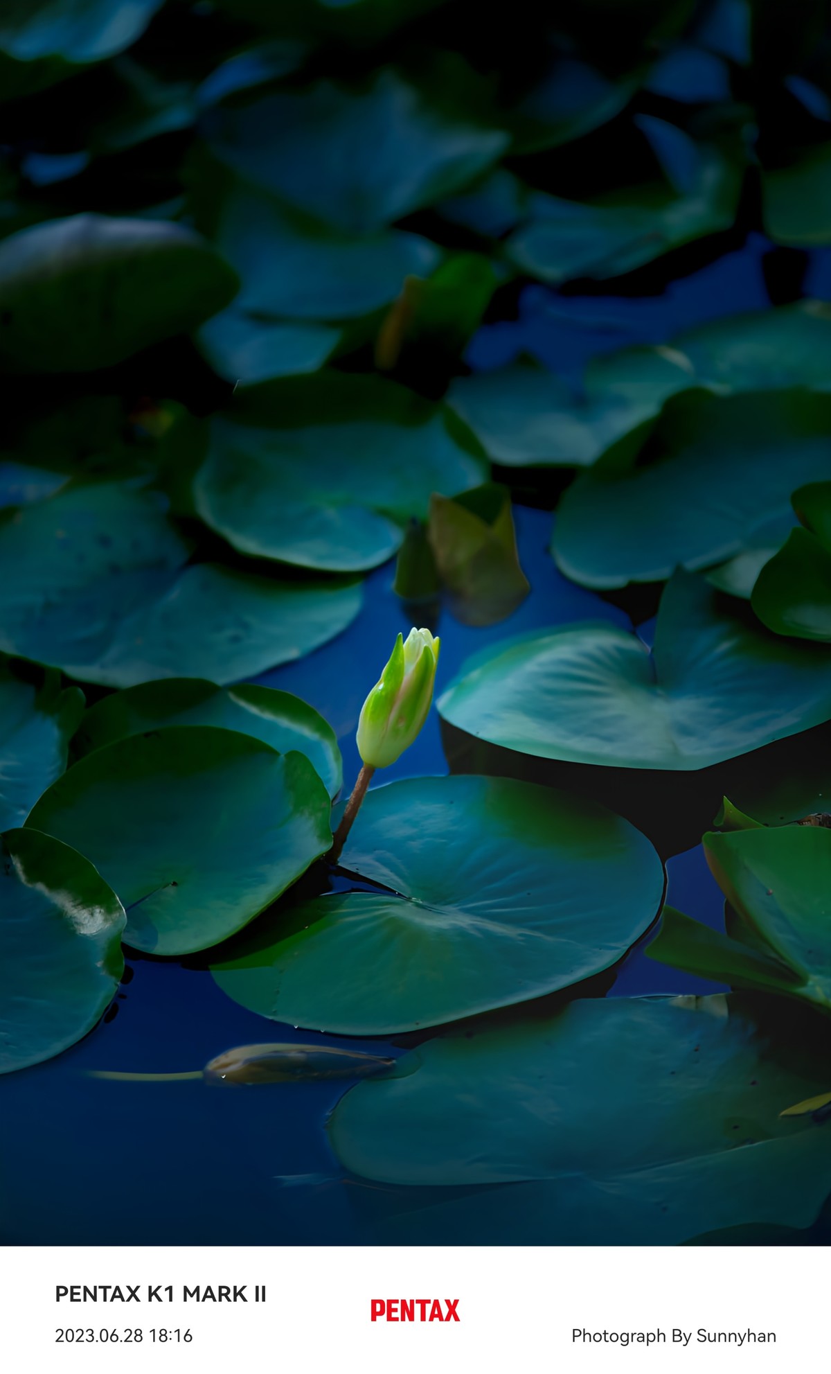 正值荷花盛开时