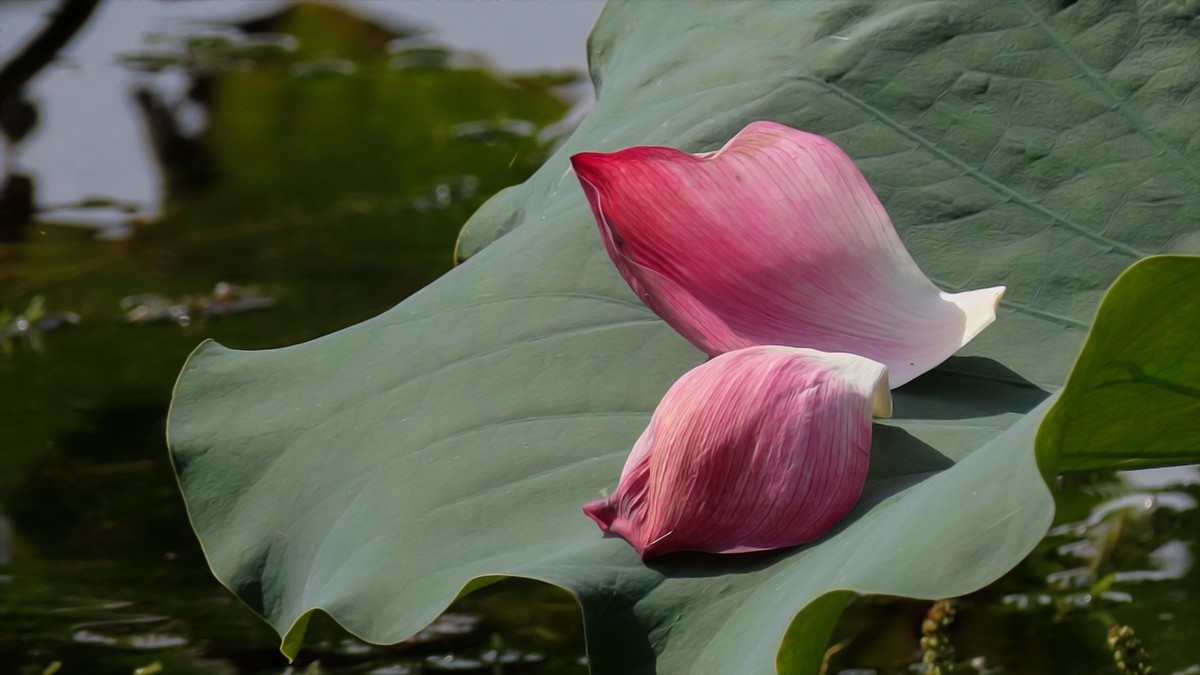 夏末的红莲白莲