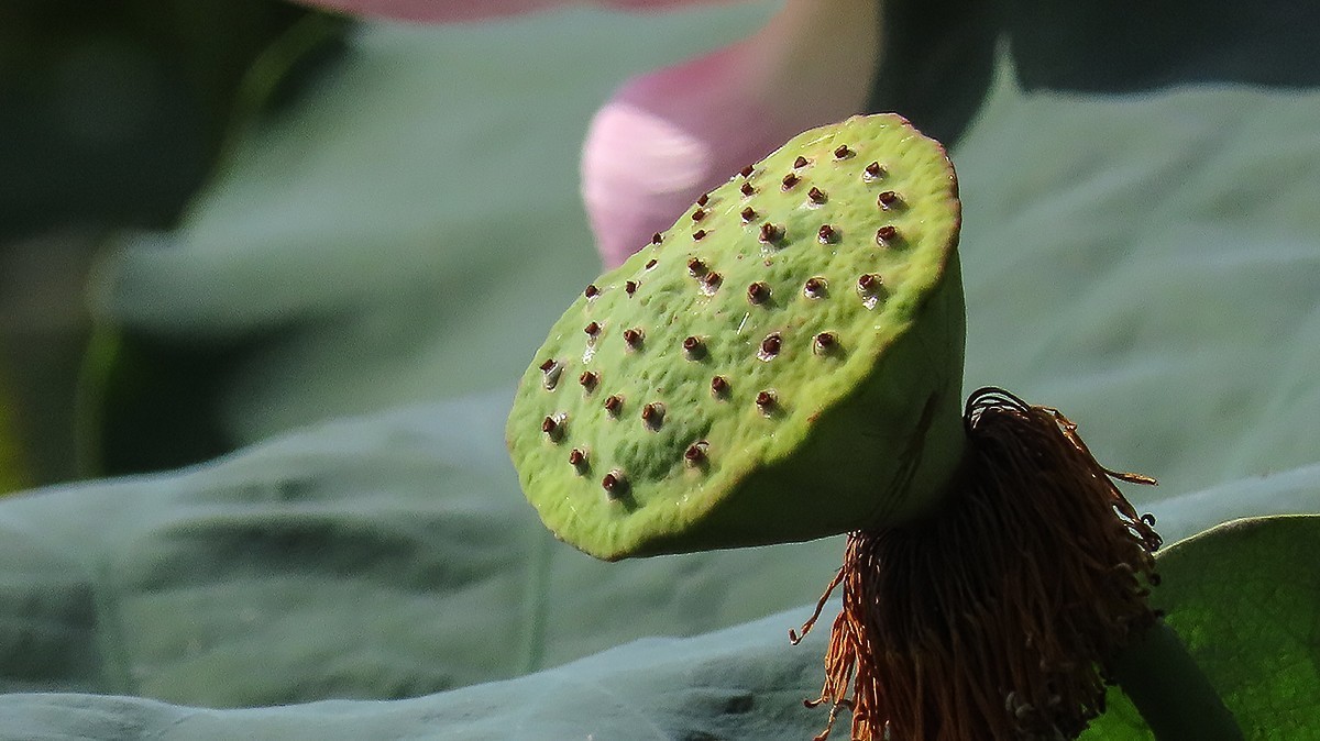 夏末的红莲白莲