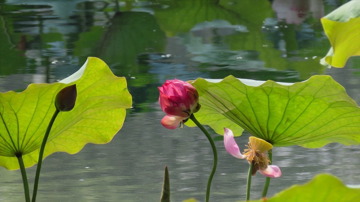 夏末的红莲白莲