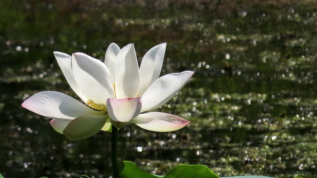 夏末的红莲白莲