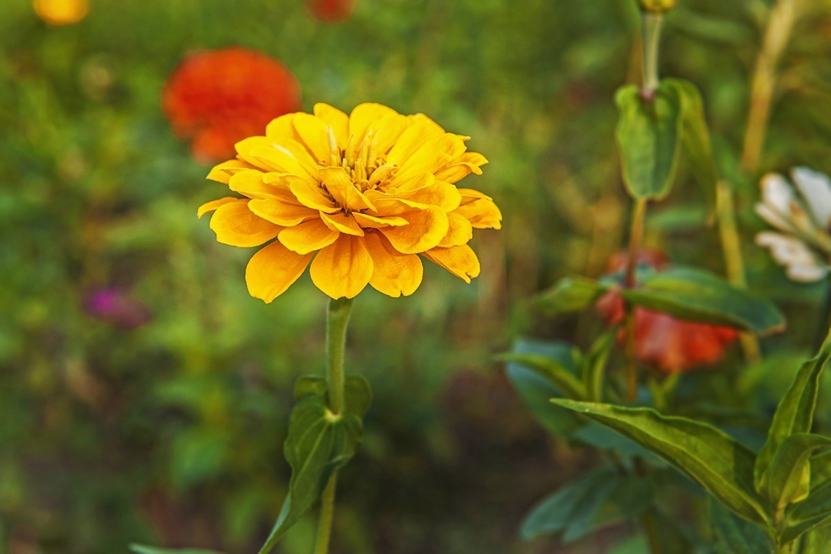 体会24-70镜头的虚化