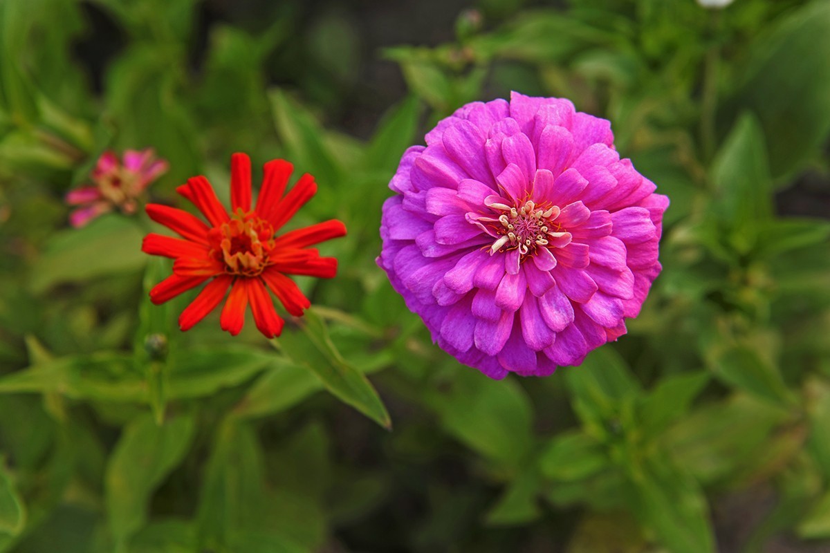 体会24-70镜头的虚化