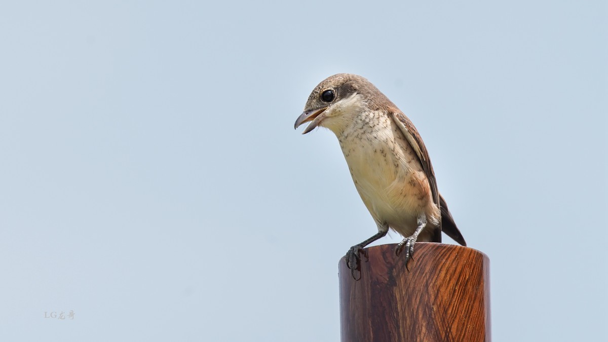 鸟中猛禽--伯劳鸟