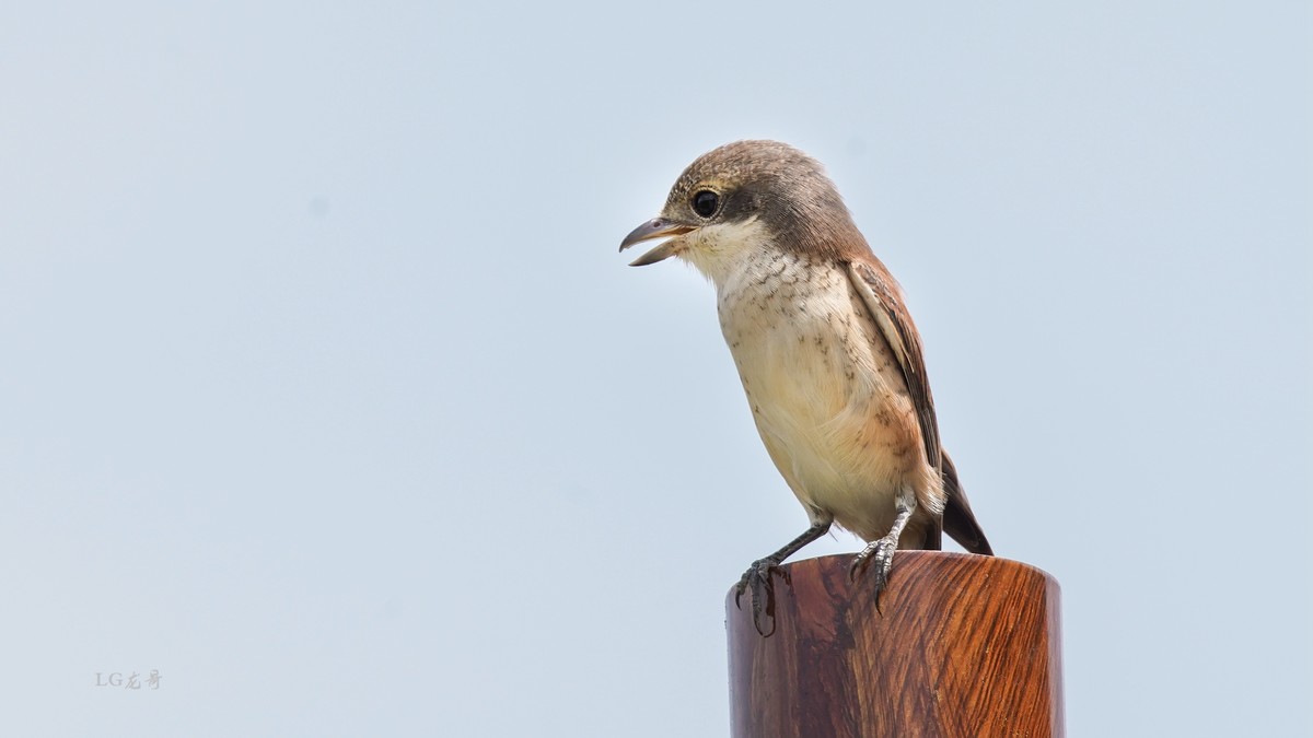 鸟中猛禽--伯劳鸟
