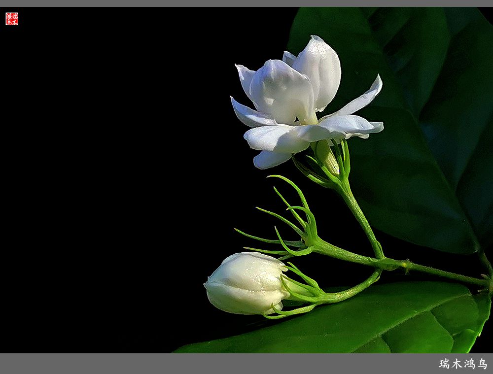 【2023之花季】好一朵美丽的茉莉花