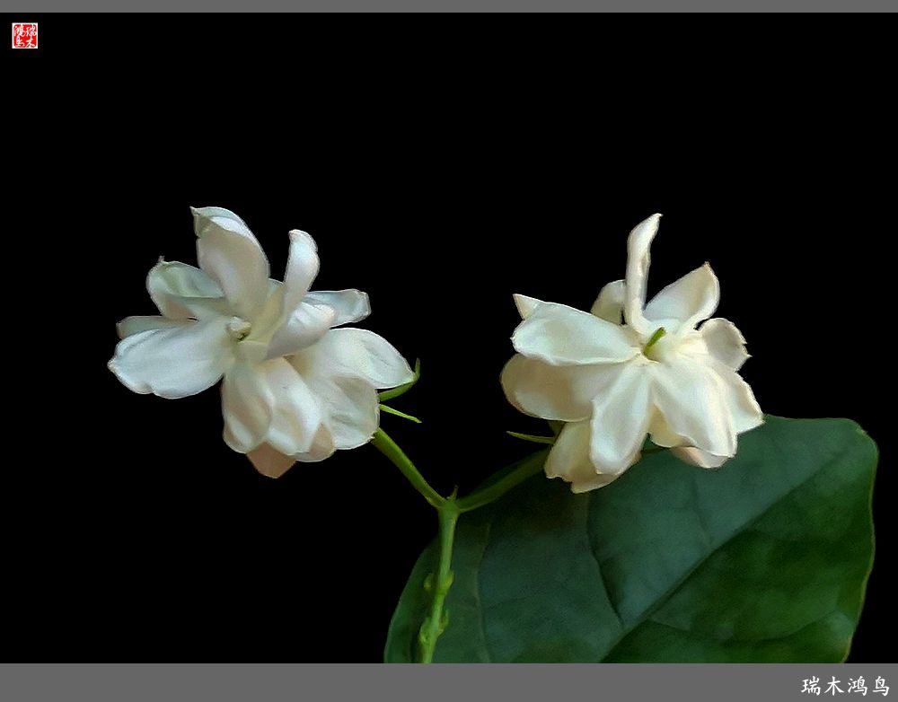 【2023之花季】好一朵美丽的茉莉花