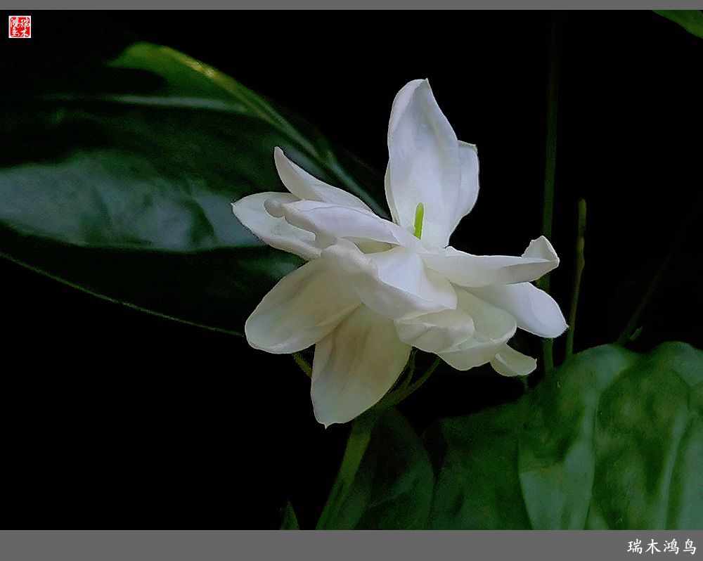 【2023之花季】好一朵美丽的茉莉花