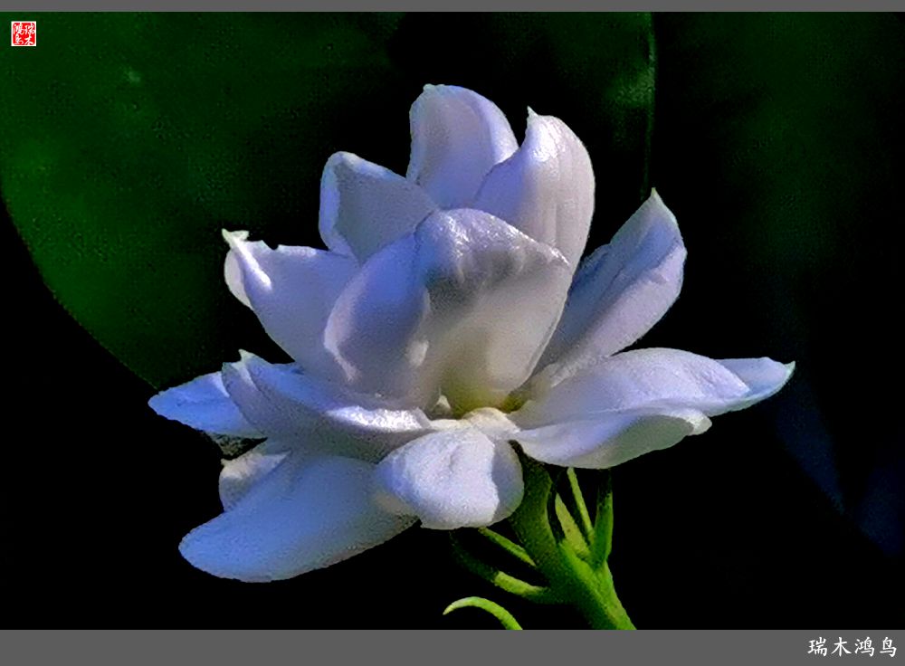 【2023之花季】好一朵美丽的茉莉花