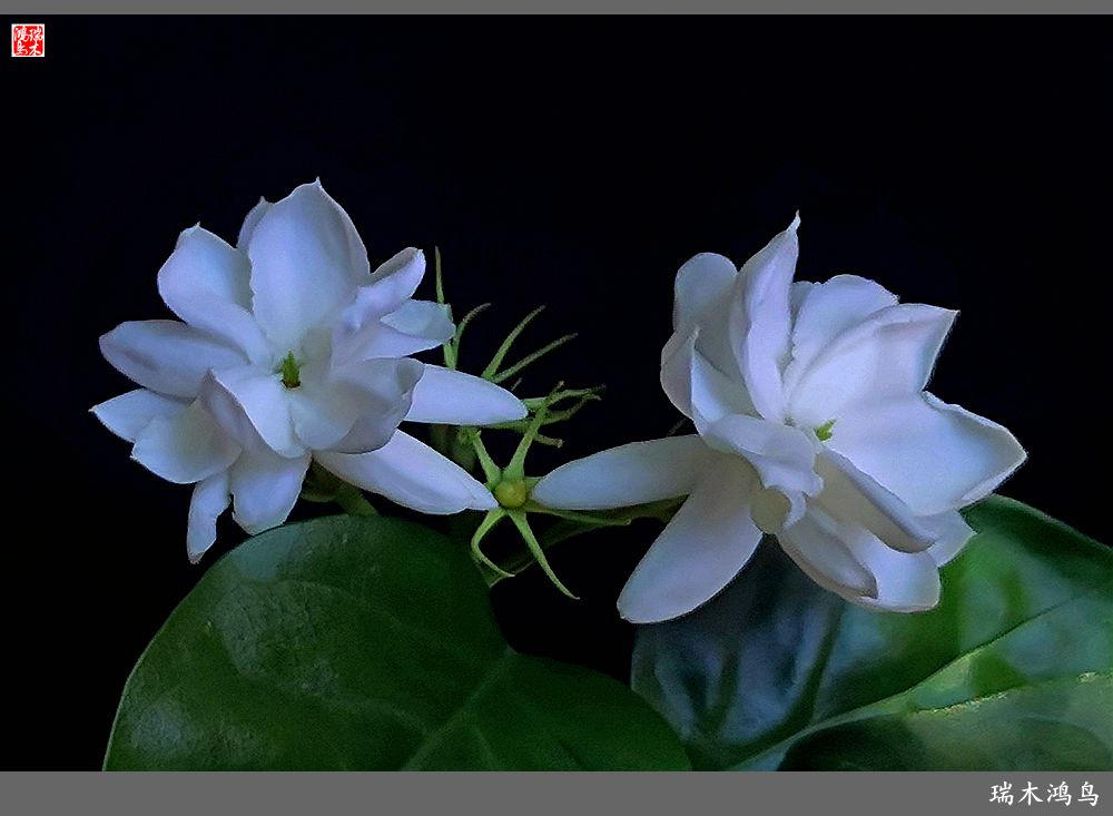 【2023之花季】好一朵美丽的茉莉花