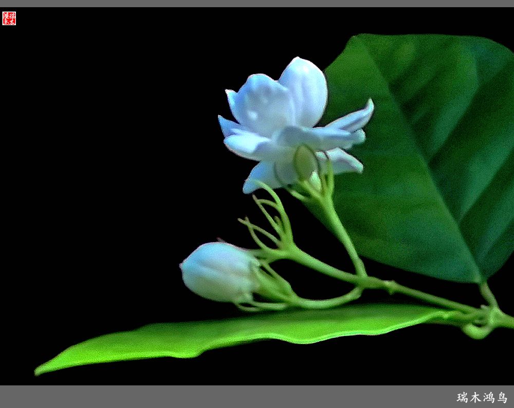 【2023之花季】好一朵美丽的茉莉花