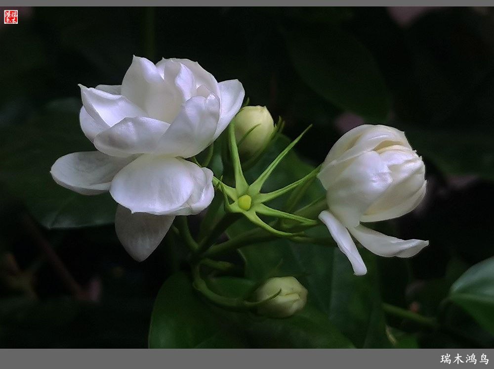 【2023之花季】好一朵美丽的茉莉花