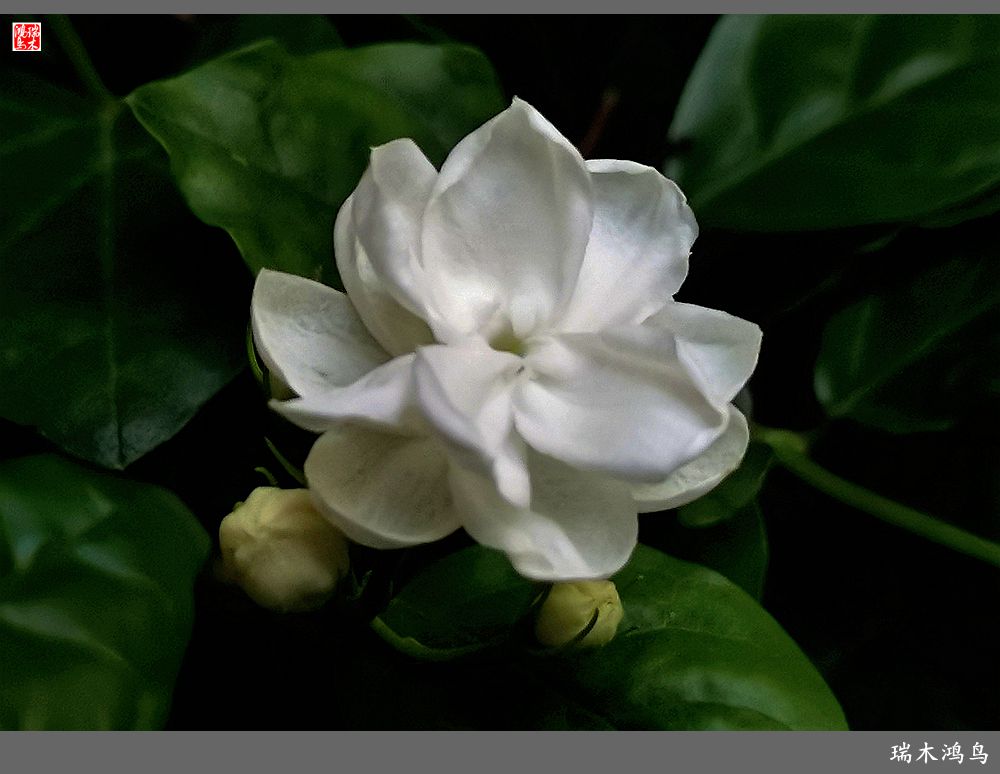 【2023之花季】好一朵美丽的茉莉花