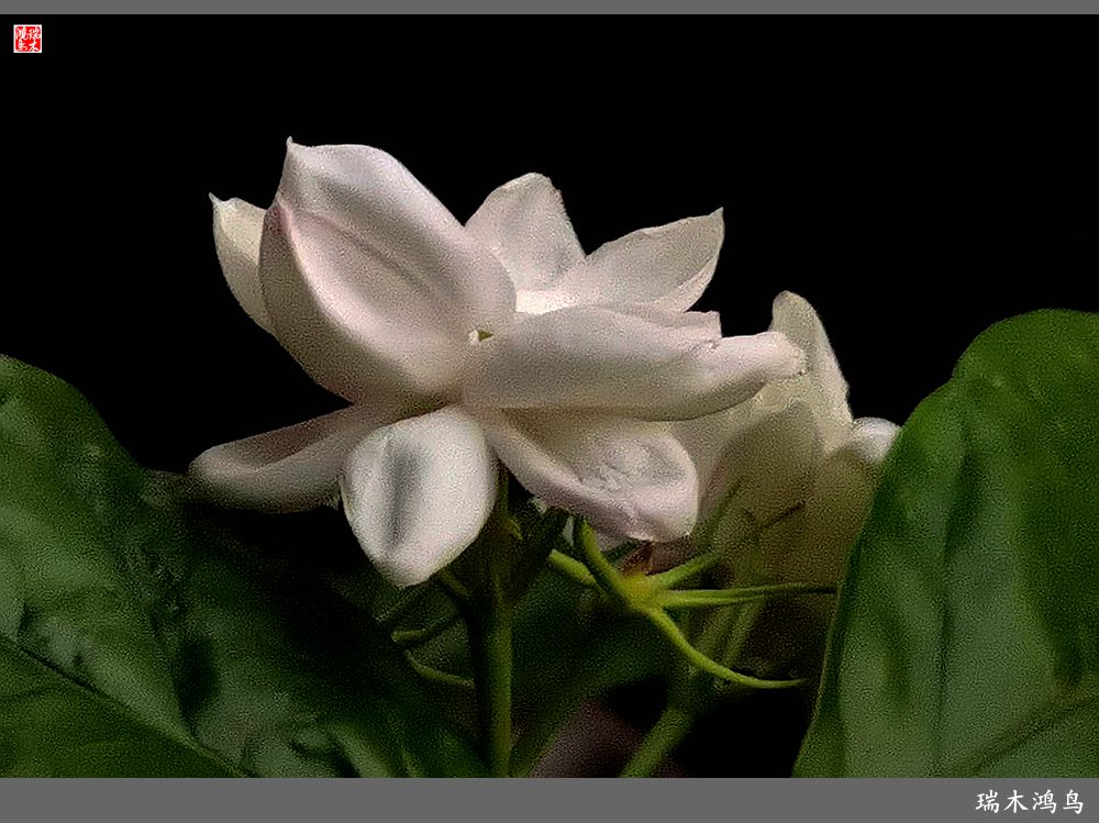 【2023之花季】好一朵美丽的茉莉花