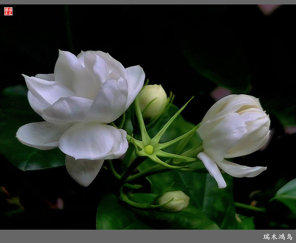 【2023之花季】好一朵美丽的茉莉花