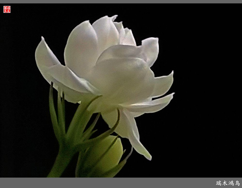 【2023之花季】好一朵美丽的茉莉花