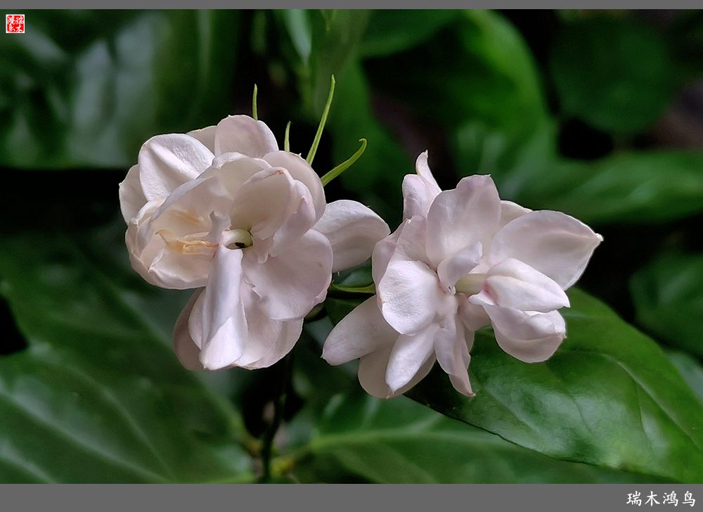 【2023之花季】好一朵美丽的茉莉花