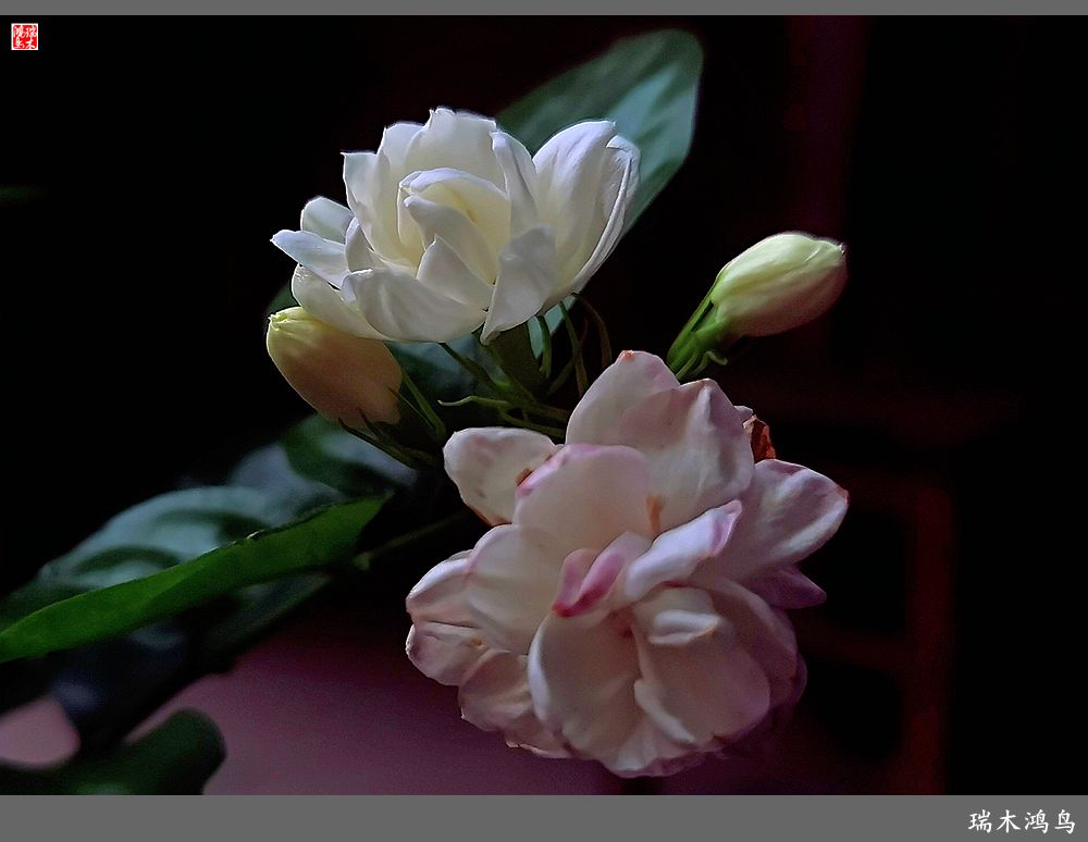 【2023之花季】好一朵美丽的茉莉花