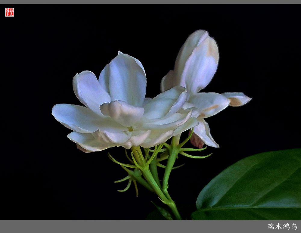 【2023之花季】好一朵美丽的茉莉花