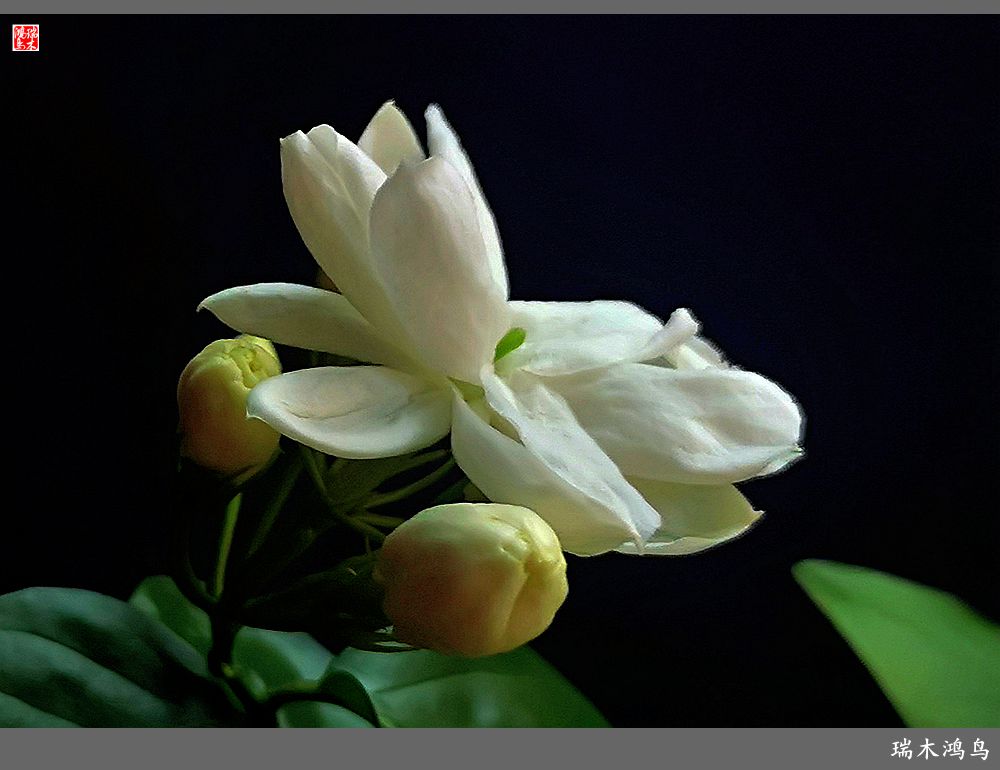 【2023之花季】好一朵美丽的茉莉花