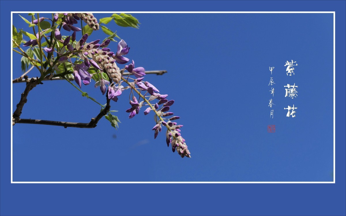 紫气飘飘的紫藤花