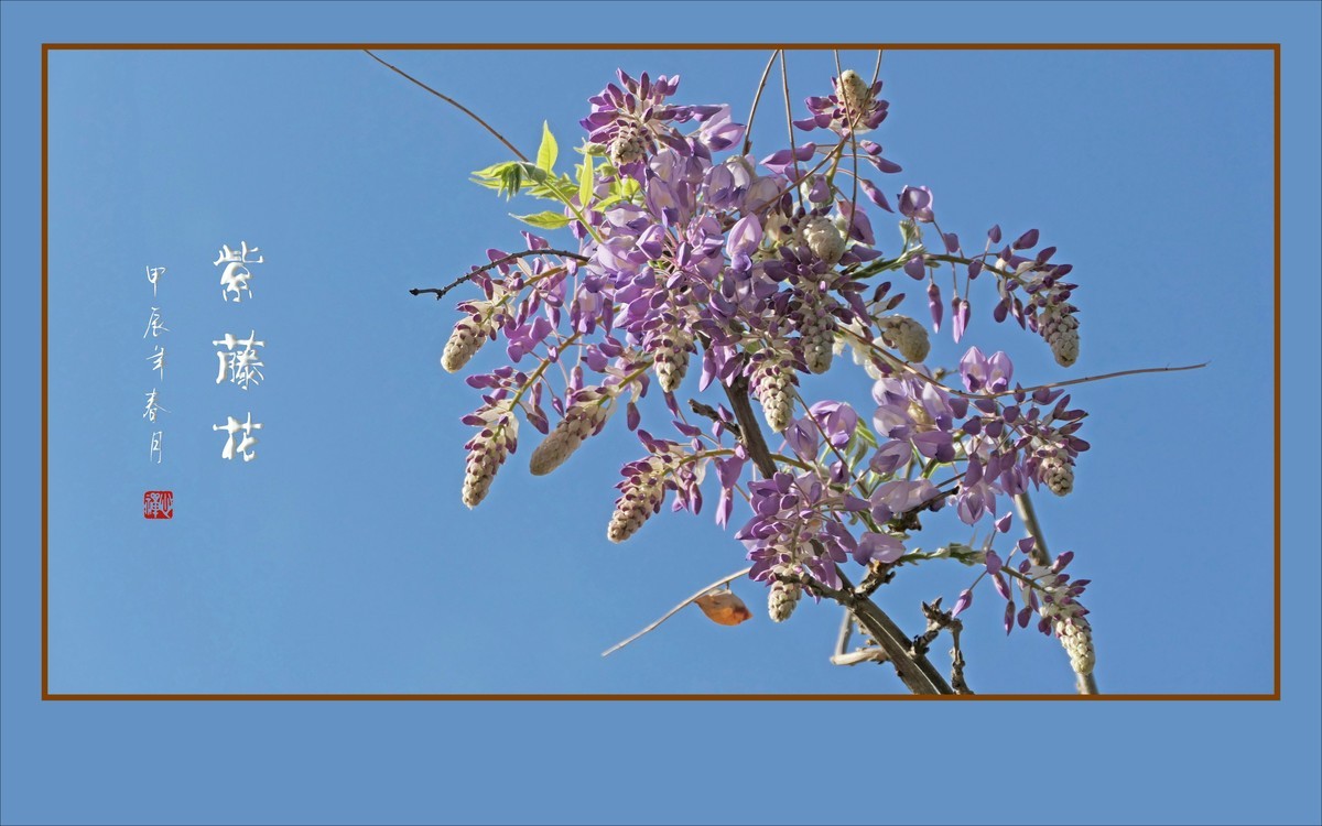 紫气飘飘的紫藤花