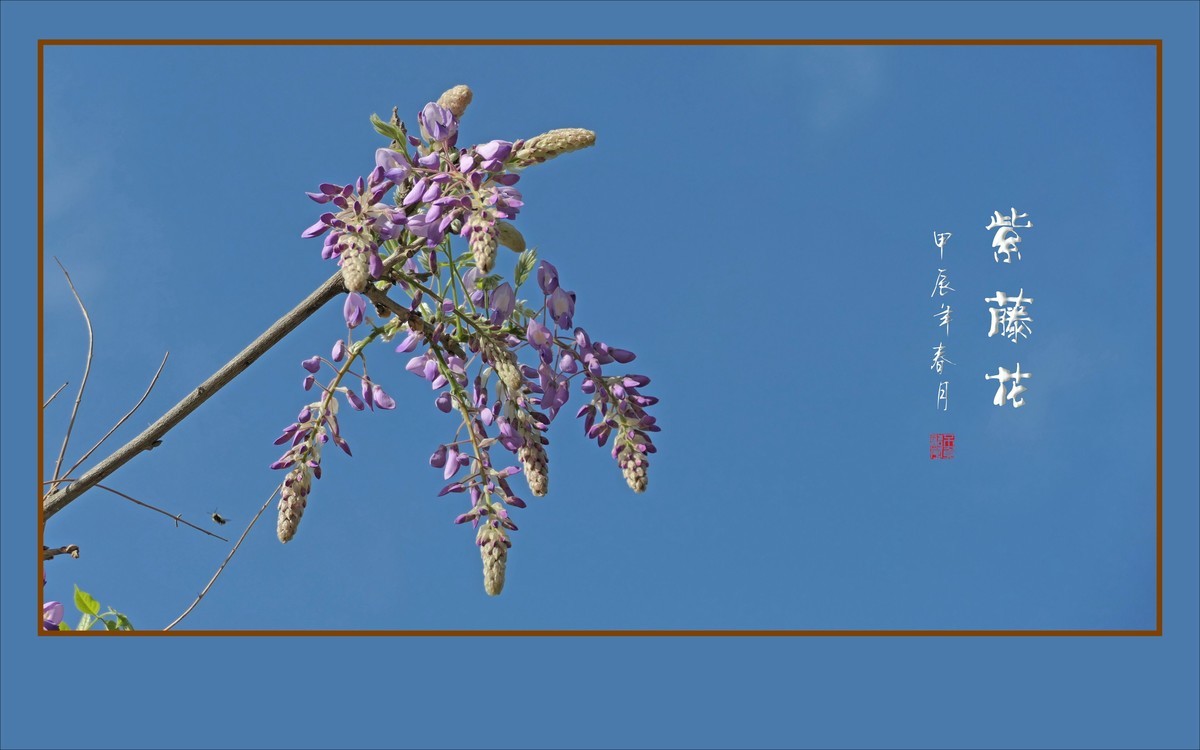 紫气飘飘的紫藤花