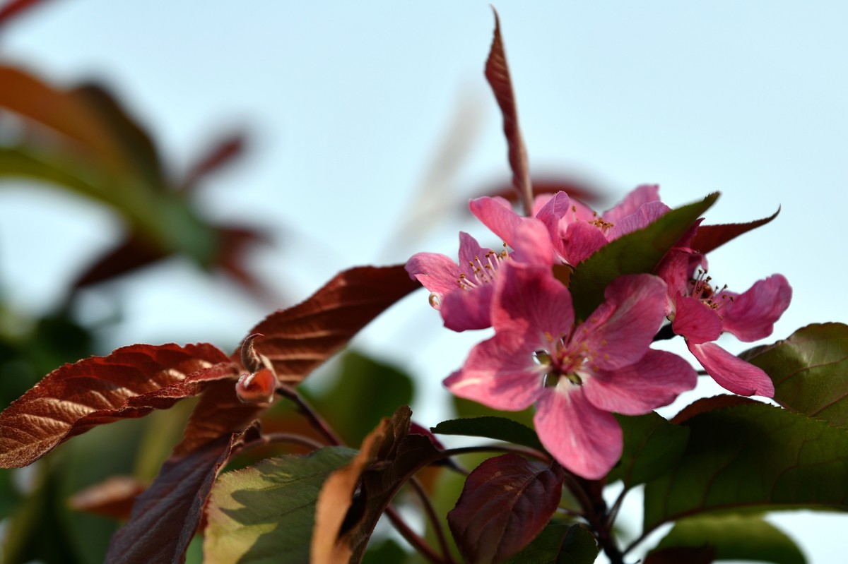 求赐花名/首次用70/200习拍