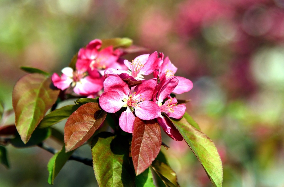 求赐花名/首次用70/200习拍