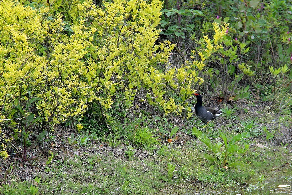 芦桥沟湿地公园=4