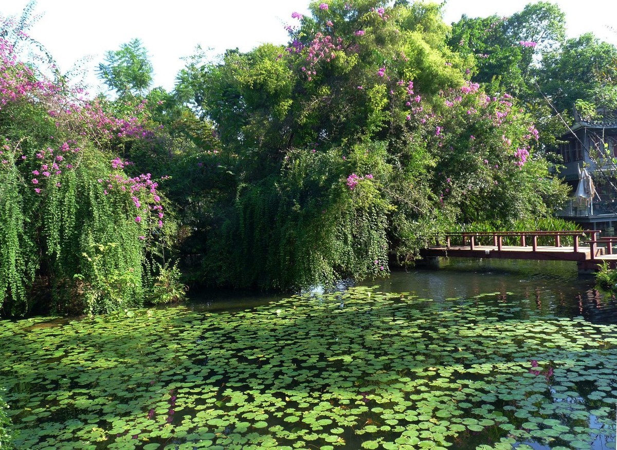 池塘小景，祝众摄友中秋节快乐！