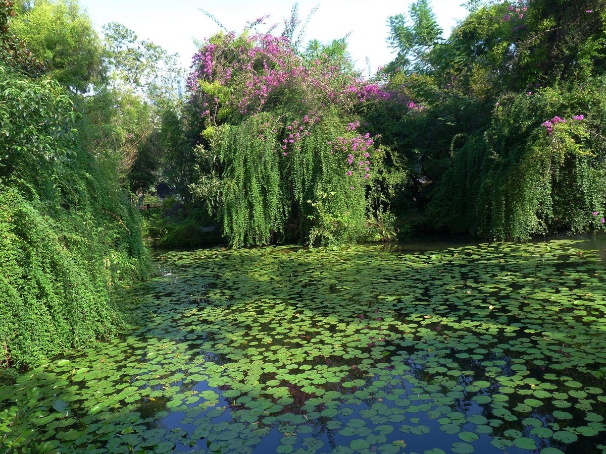 池塘小景，祝众摄友中秋节快乐！