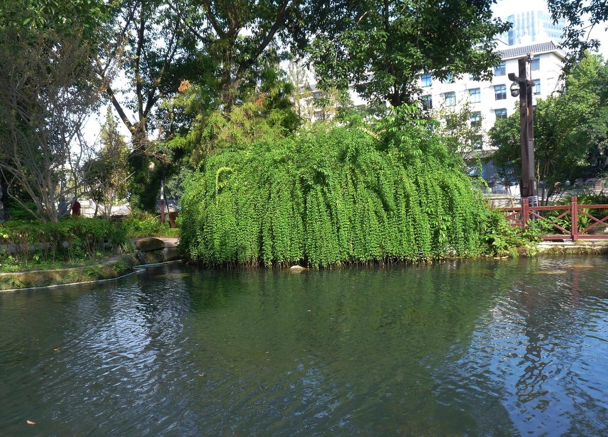 池塘小景，祝众摄友中秋节快乐！