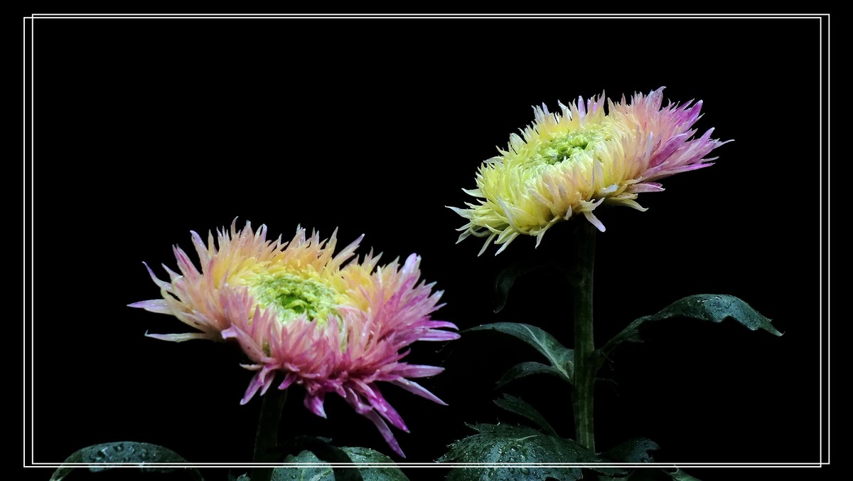 2024.第65届羊诚菊会 (7)