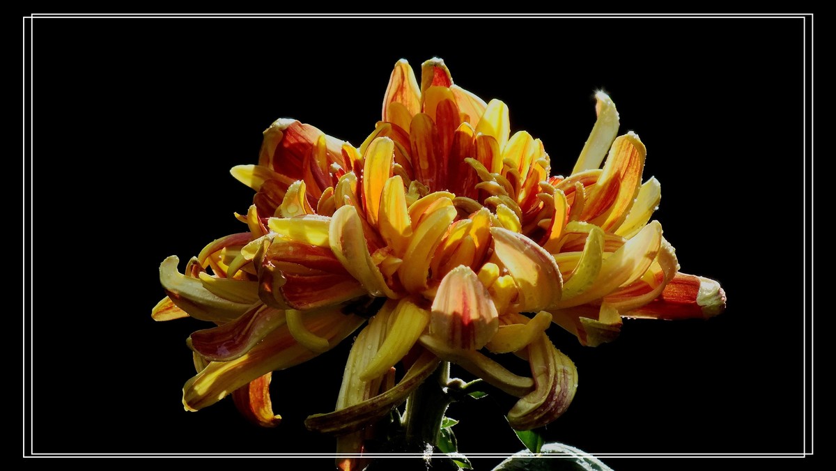 2024.第65届羊诚菊会 (7)