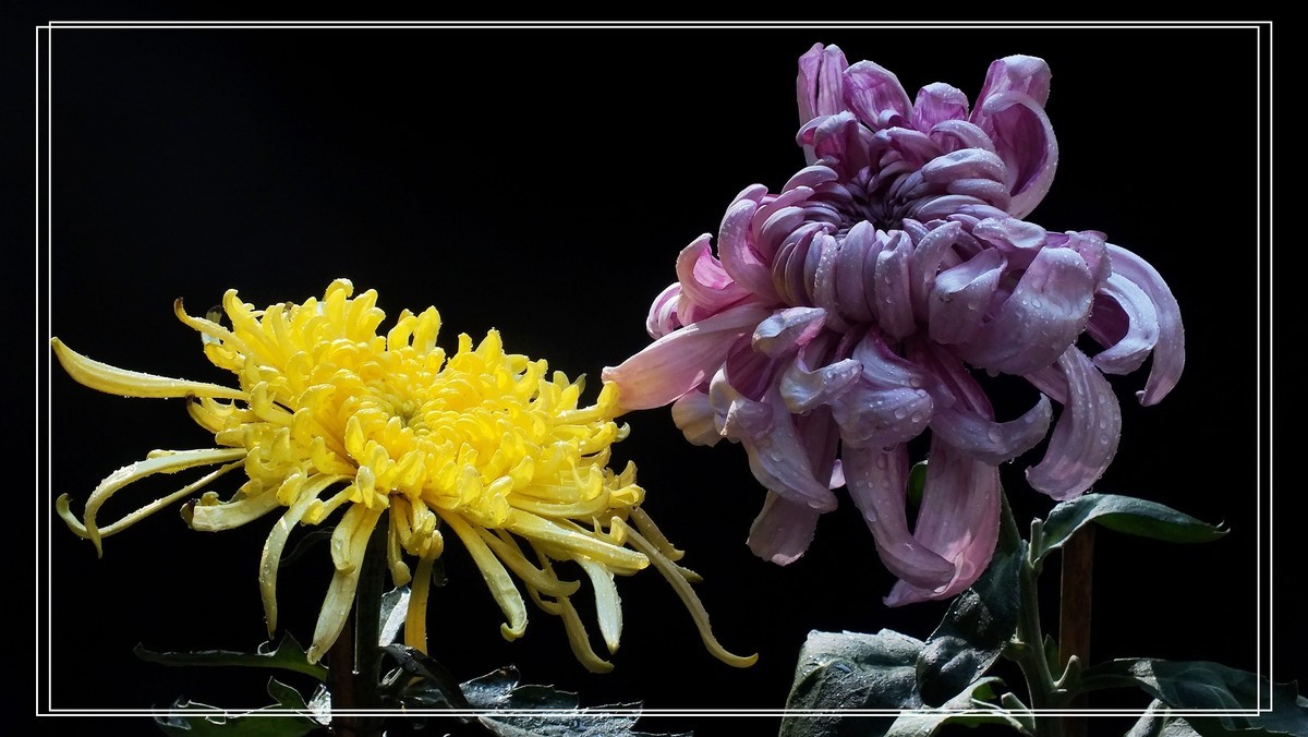 2024.第65届羊诚菊会 (7)