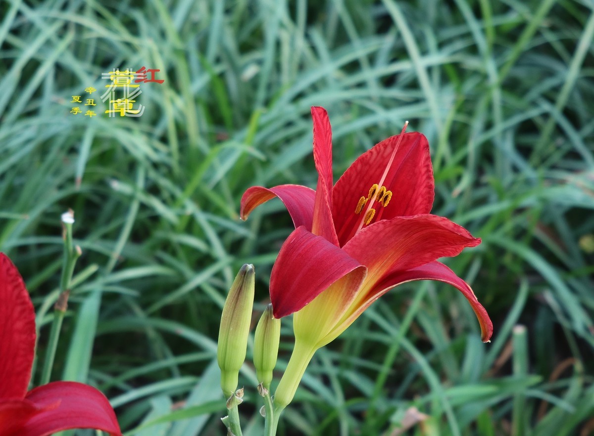 萱草花开68【2022-083】