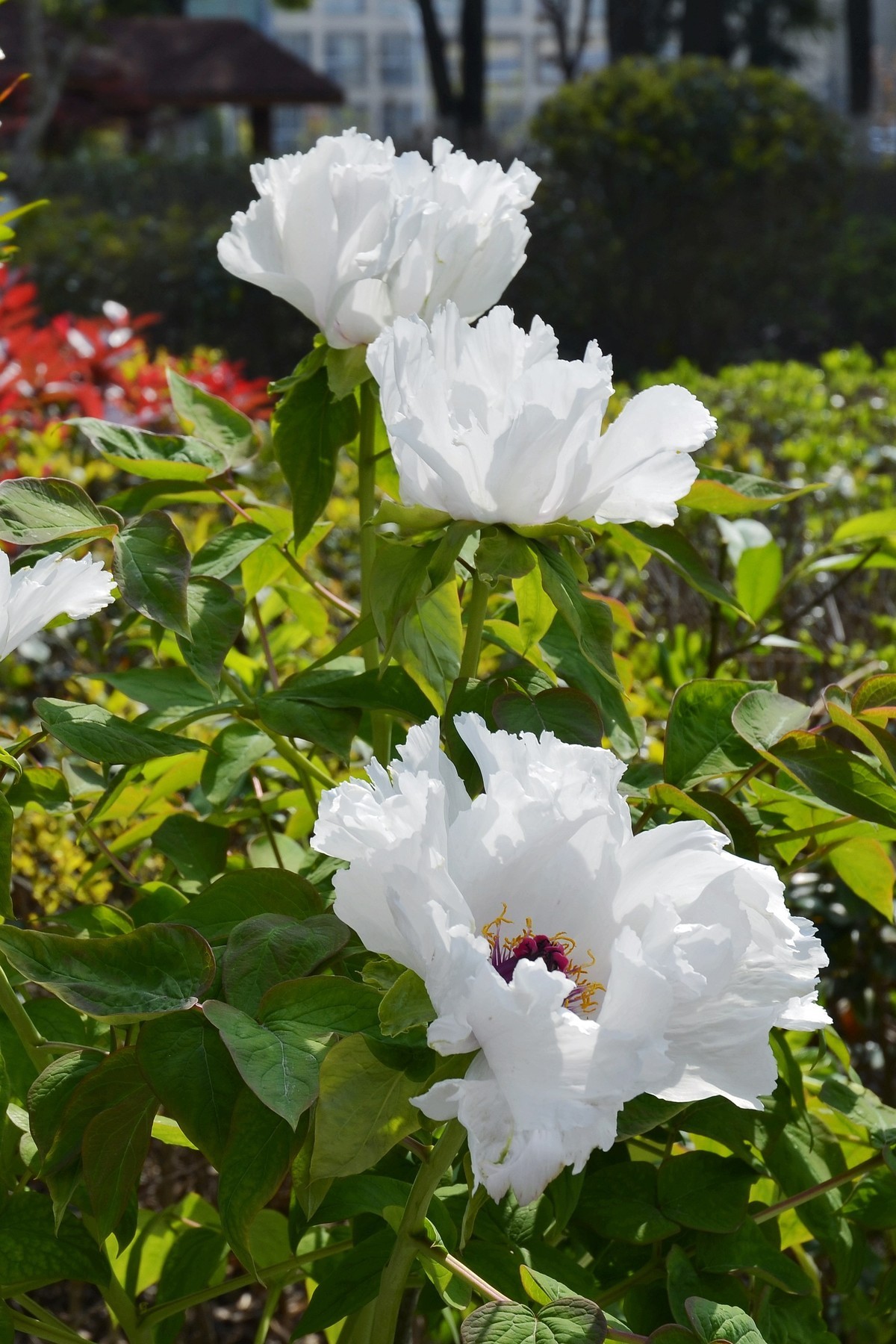 老头老机拍白牡丹