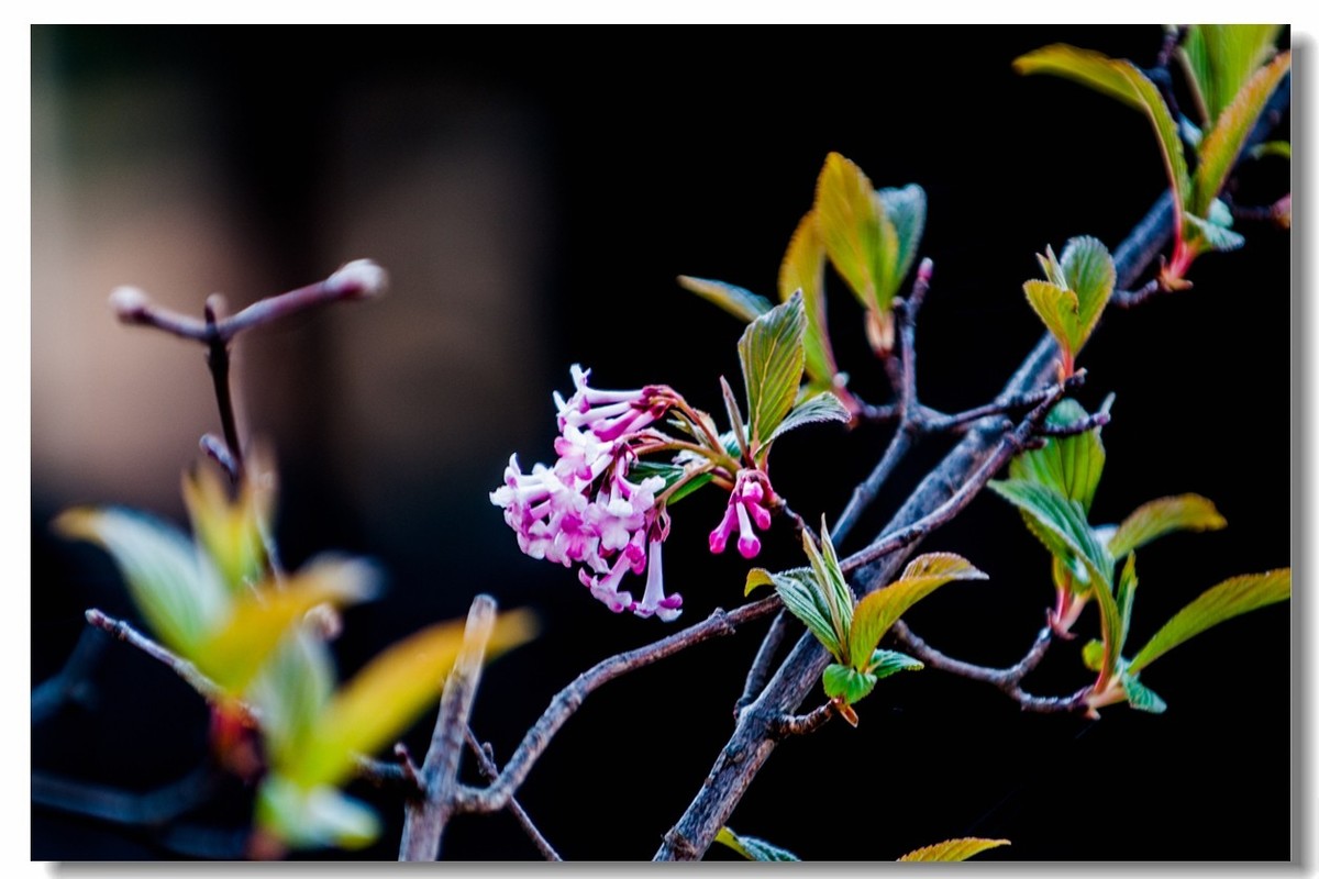 春花时节