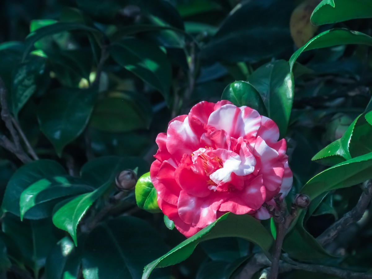 茶花