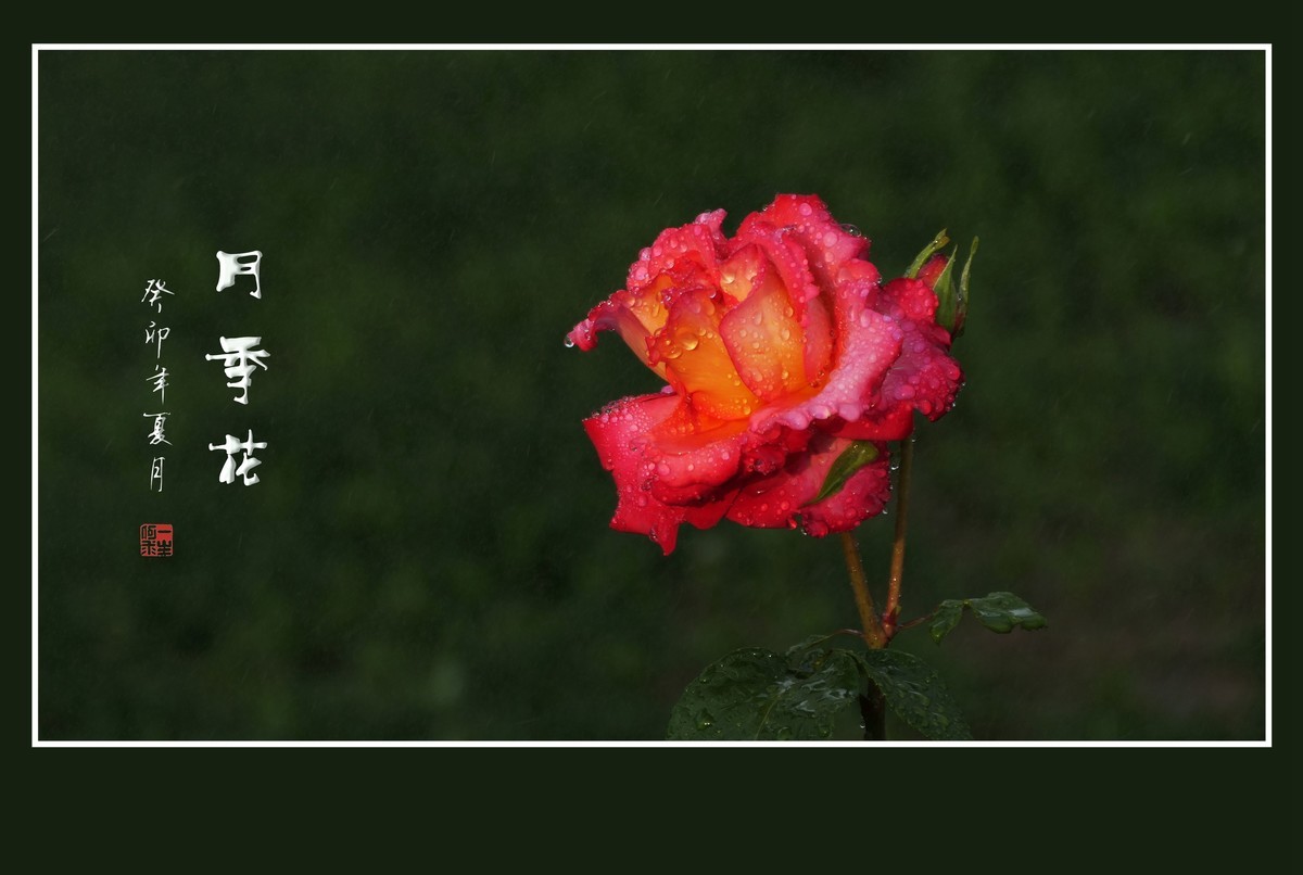 雨过羞花缀满泪，珠润秀色艳更浓