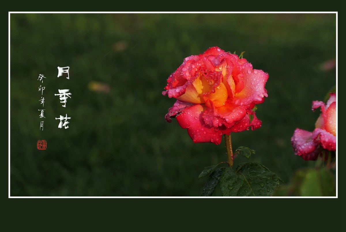 雨过羞花缀满泪，珠润秀色艳更浓