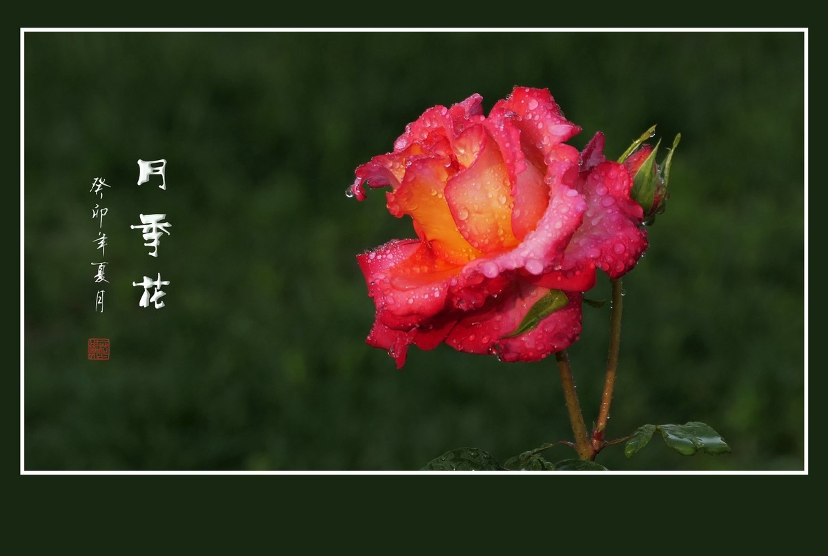 雨过羞花缀满泪，珠润秀色艳更浓