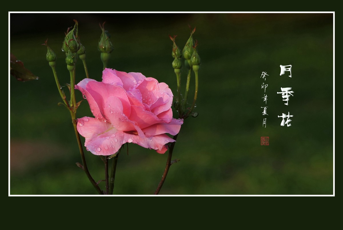 雨过羞花缀满泪，珠润秀色艳更浓