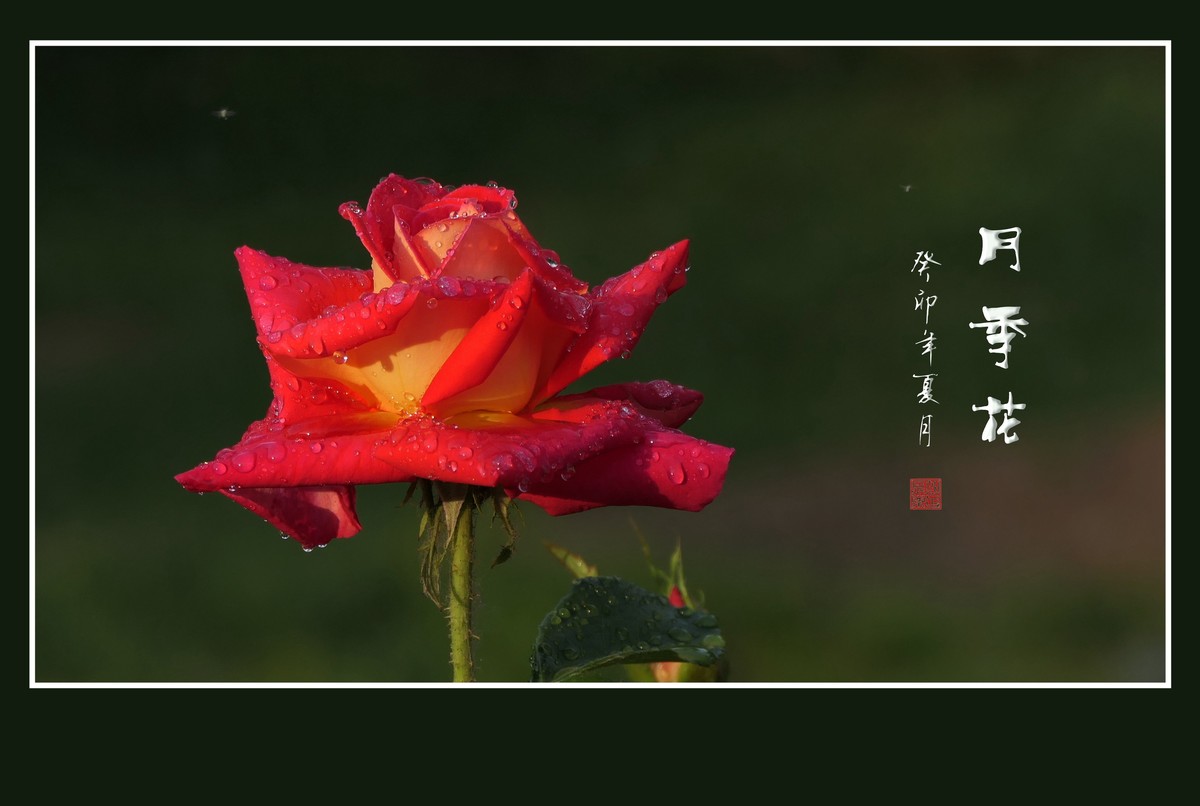 雨过羞花缀满泪，珠润秀色艳更浓