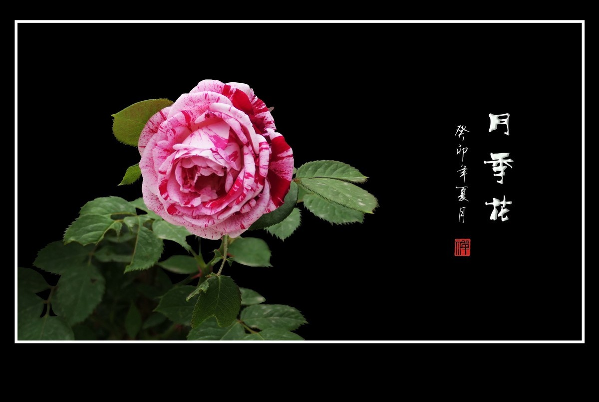 雨过羞花缀满泪，珠润秀色艳更浓