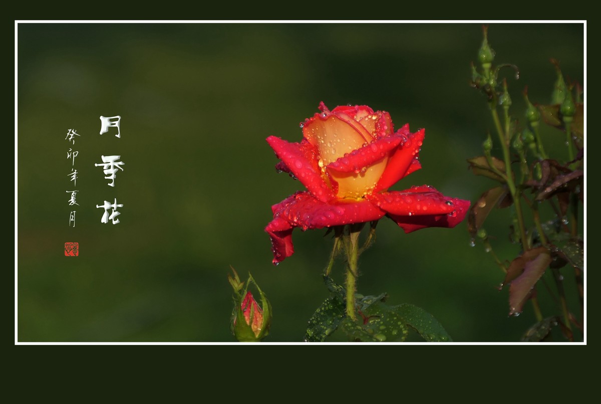 雨过羞花缀满泪，珠润秀色艳更浓